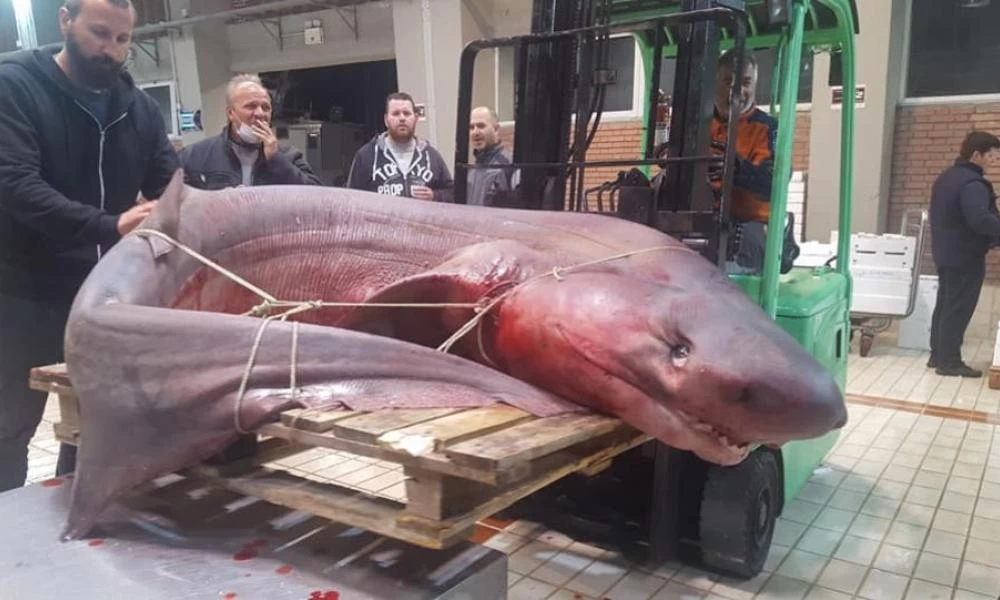 Ψάρεψαν έναν τεράστιο καρχαριοειδές στην Καβάλα 330 κιλών